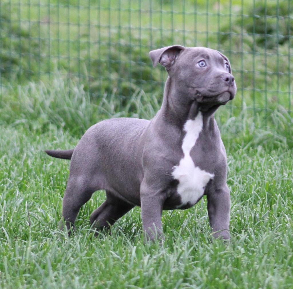 Amerikaanse Stafford pup, Dieren en Toebehoren, Honden | Jack Russells en Terriërs, Teef, American Staffordshire Terriër, Fokker | Professioneel