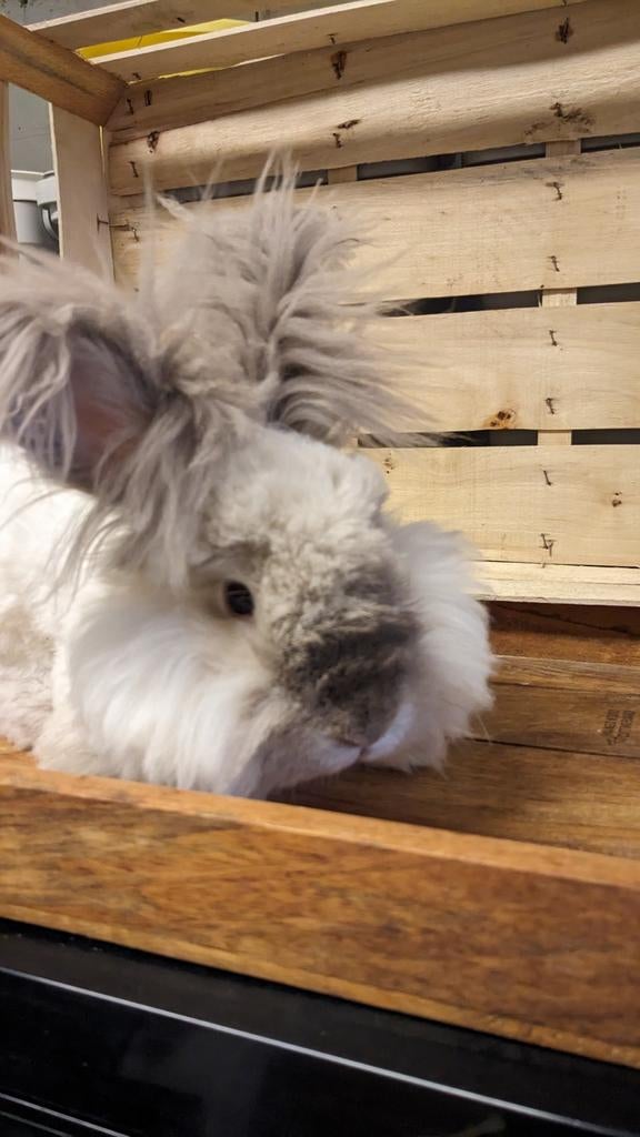 Engelse Angora rammelaar