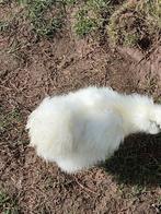 Zijdehoender  haantje  4  maand oud, Mâle, Poule ou poulet