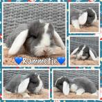 Hele lieve & knappe jonge raszuivere Franse Hangoor rammen, Dieren en Toebehoren, Mannelijk, Groot, Hangoor, 0 tot 2 jaar