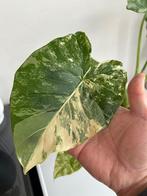 Alocasia Gageana Albo/Aurea Variegata (large), Enlèvement, En pot