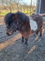 Prachtig mini merrietje, Dieren en Toebehoren, Pony's, Gechipt