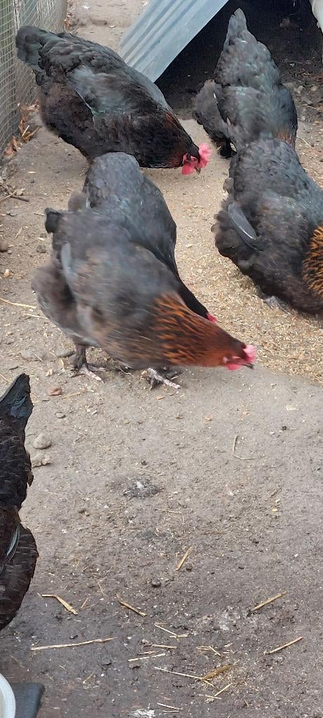 broedeieren marans zwart koperhals