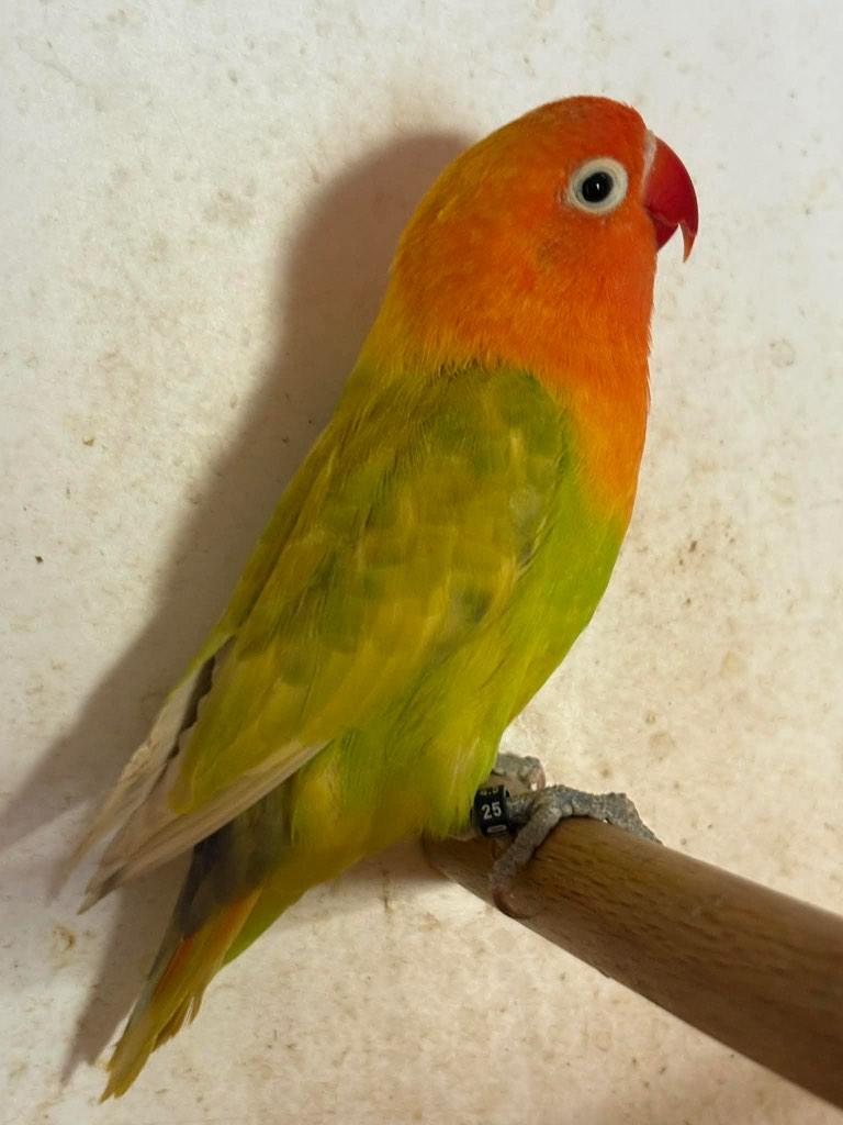 agapornis, Dieren en Toebehoren, Vogels | Parkieten en Papegaaien, Mannelijk, Dwergpapegaai of Agapornis, Geringd