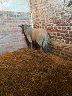 Schapen, Dieren en Toebehoren