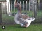 Oies de Toulouse, Animaux & Accessoires, Oie ou Cygne