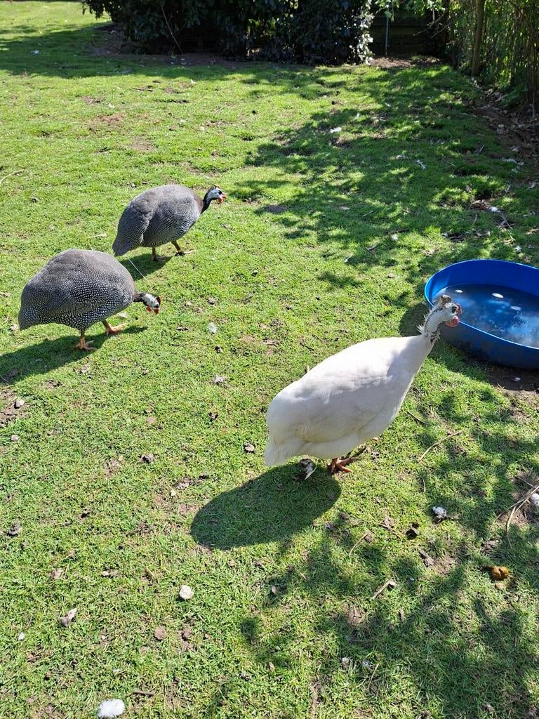 Broedeieren parelhoen, Dieren en Toebehoren