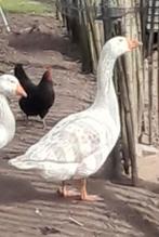 Witte boerengans gent