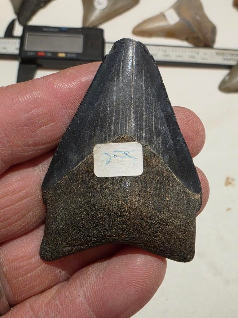 Mooie Carcharodon megalodon uit Nord Carolina 6 cm., Verzamelen, Ophalen of Verzenden, Fossiel