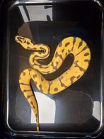 Prachtige 1.0 super enchi pastel 66% dg puzzle, Dieren en Toebehoren, Reptielen en Amfibieën, Amfibie