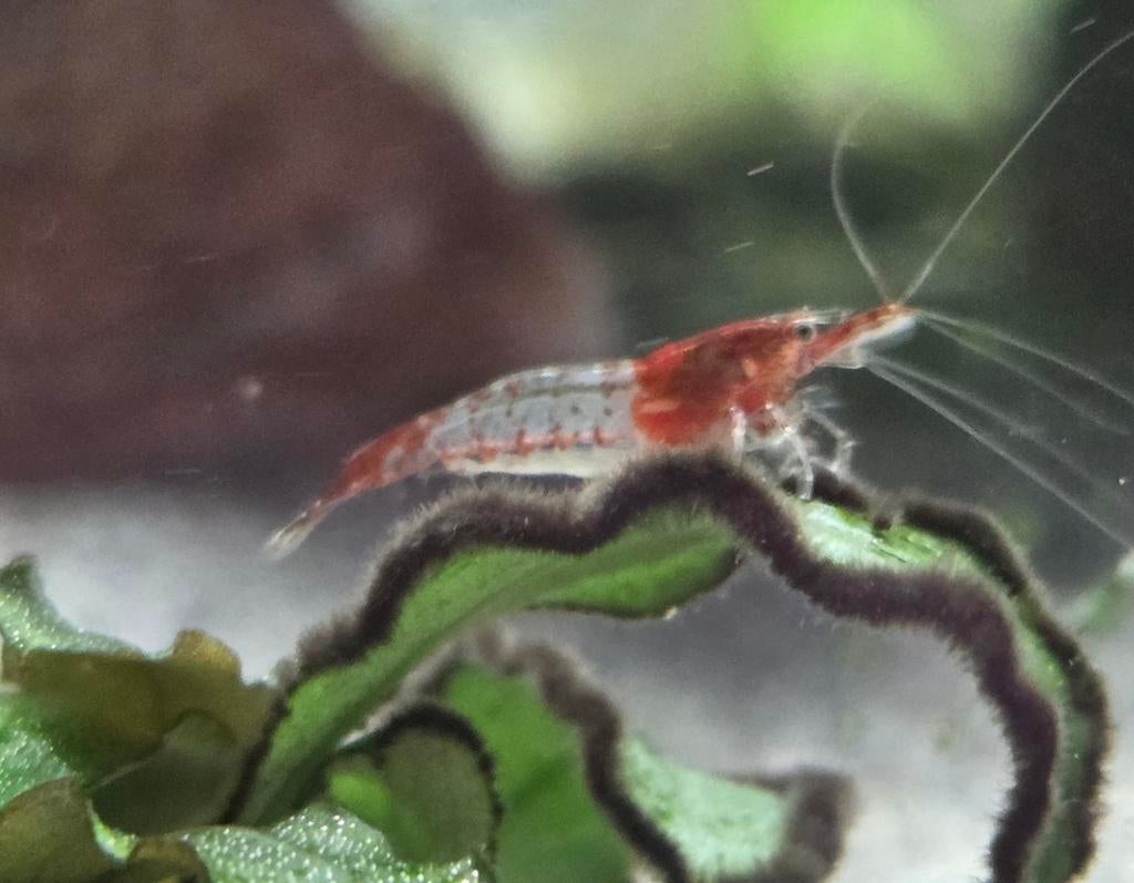 Red rilli garnalen, Dieren en Toebehoren, Vissen | Aquariumvissen