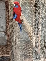 rosella pennant man te koop, Dieren en Toebehoren, Mannelijk, Parkiet, Geringd