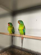 Perruche de Swift, Perruche, Bagué