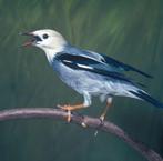 Silky spreeuw, Mannelijk