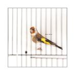 Couple chardonnerets femelle brune, et porteur 2025, Plusieurs animaux, Oiseau chanteur sauvage, Domestique