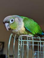 Baby pyrrhura's tam 10 weken oud, Plusieurs animaux, Perroquet, Domestique