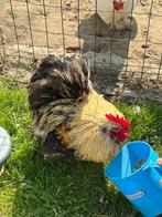 Cochin kriel haantje (30.07.2025), Dieren en Toebehoren, Pluimvee, Mannelijk, Kip