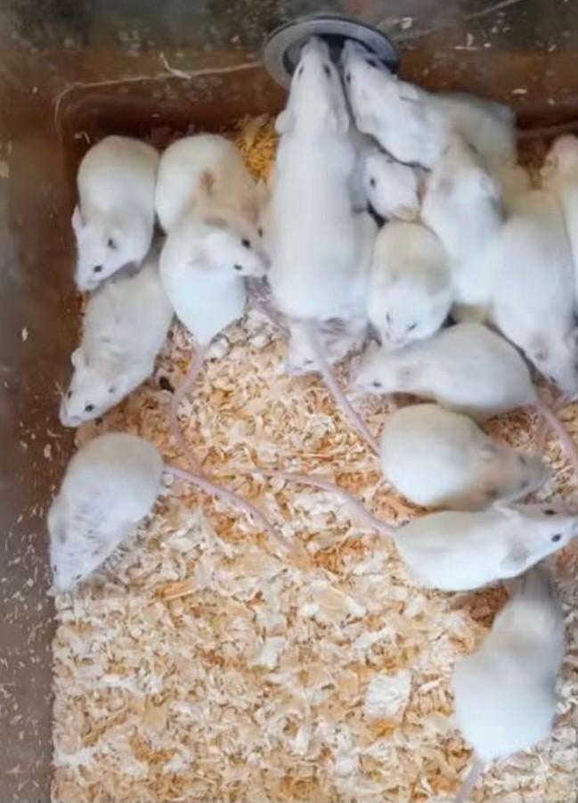 Voederratten gezocht, Dieren en Toebehoren, Ophalen