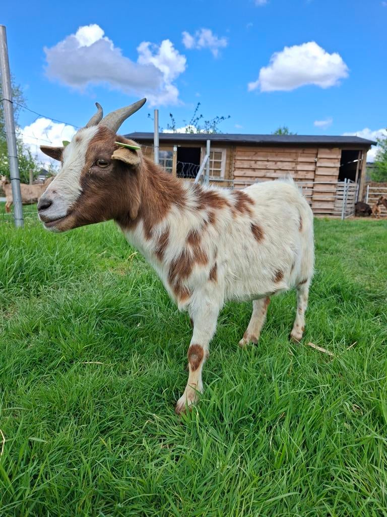 Mini dwerggeit mieke, Dieren en Toebehoren, Schapen, Geiten en Varkens, Vrouwelijk, Geit, 0 tot 2 jaar