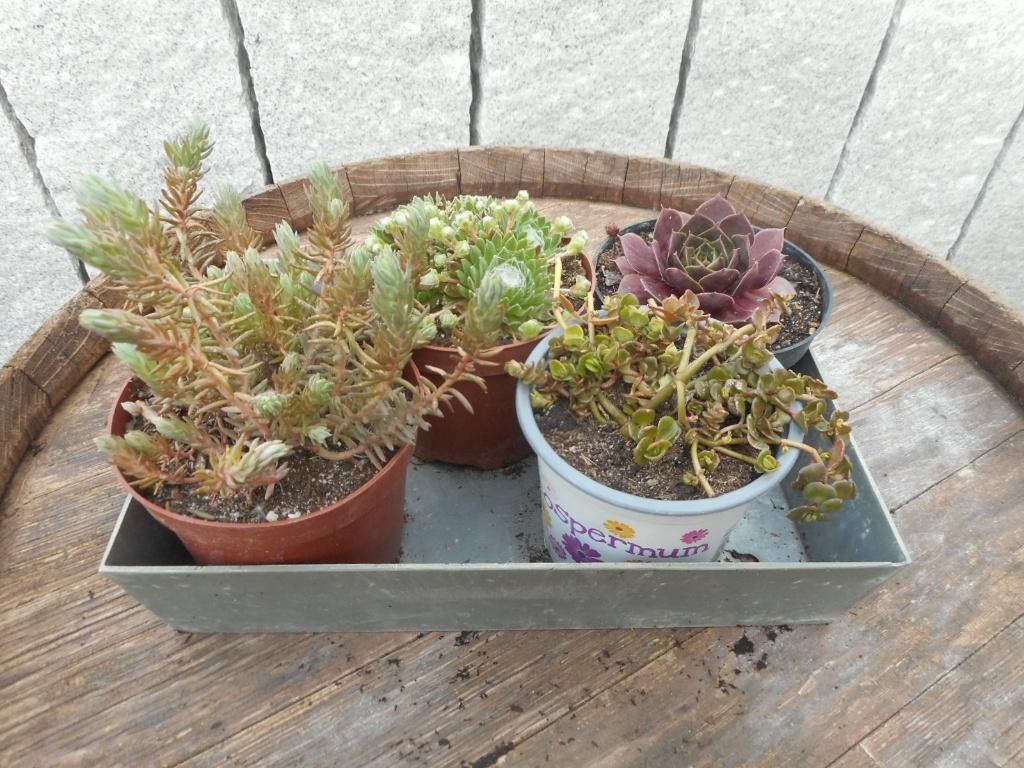 plantes, Jardin & Terrasse, Plantes | Jardin, Plein soleil, Été, Plante fixe, Enlèvement ou Envoi