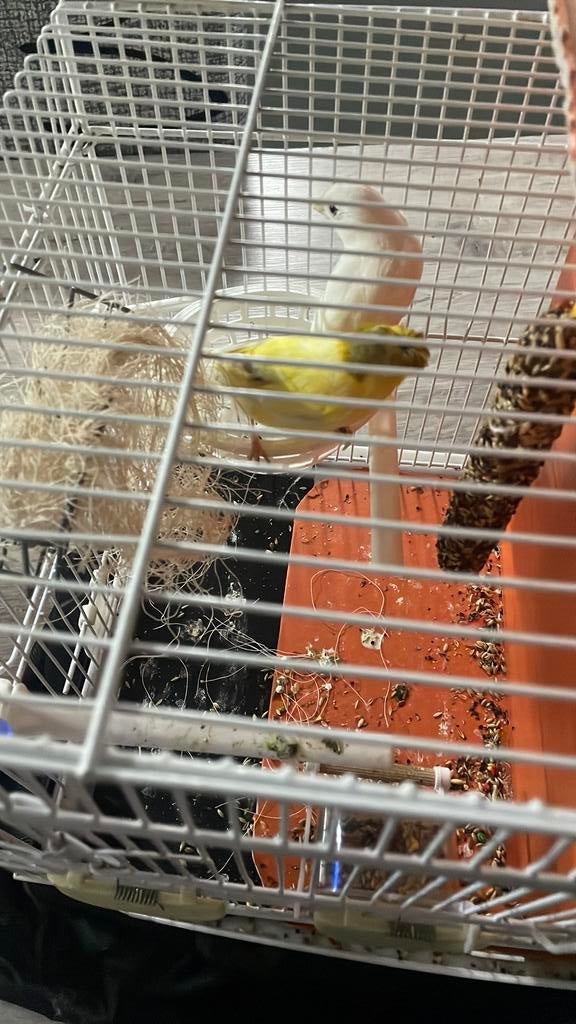 Couple canari, Dieren en Toebehoren, Vogels | Kanaries, Meerdere dieren, Zangkanarie