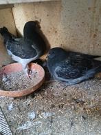 Koppel king duiven ( piepers ), Animaux & Accessoires, Oiseaux | Pigeons