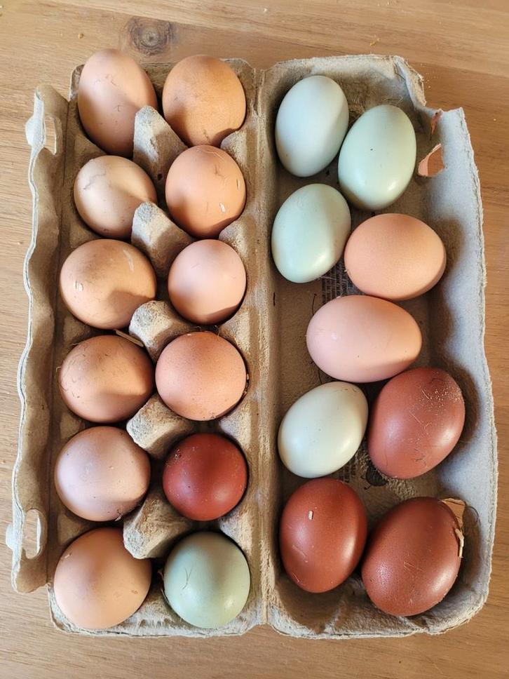 Broedeieren F1 groenleggers, Animaux & Accessoires, Volatiles, Poule ou poulet