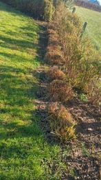 13 siergrassen, Tuin en Terras, Ophalen