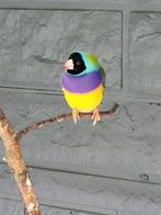 2 koppels gouldamadines, zie beschrijving, Animaux & Accessoires, Oiseaux | Oiseaux Autre