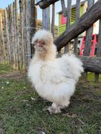 Zijdehoen frizzle hennetje, Vrouwelijk, Kip