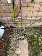 Te ruilen: colakruid, peterselie, herfstfamboos, Ophalen