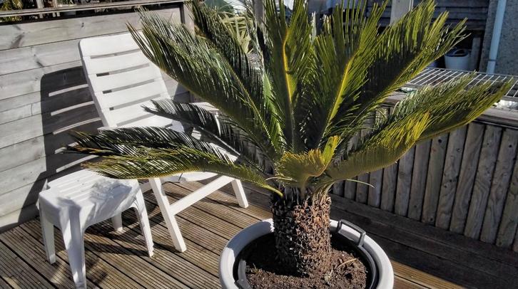 Cycas, Tuin en Terras, Planten | Tuinplanten, Ophalen