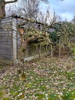 Magnolia roze bloemen, Tuin en Terras, Planten | Bomen, Ophalen