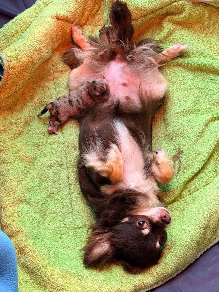 Zeer zeldzame choco Merle teefje langharig, Animaux & Accessoires, Chiens | Chihuahuas & Chiens de compagnie, Chienne, Chihuahua