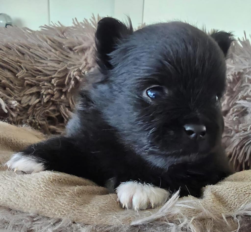Chiots oies naines de Poméranie, Loulou, 8 à 15 semaines, Plusieurs, Éleveur | Loisir