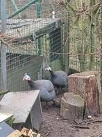 Parelhoenen koppel jong, Dieren en Toebehoren, Pluimvee, Meerdere dieren, Kip