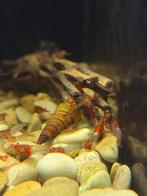 Neocaridina red rilli 10 voor 10 euro, Dieren en Toebehoren