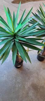 Kunstplant 2 stuks, Ophalen