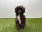 Bordoodle pups, Dieren en Toebehoren, Honden | Niet-rashonden, België, 8 tot 15 weken, Parvo, Meerdere