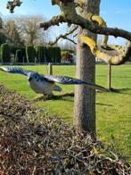Roofvogel in volle vlucht, Dieren en Toebehoren