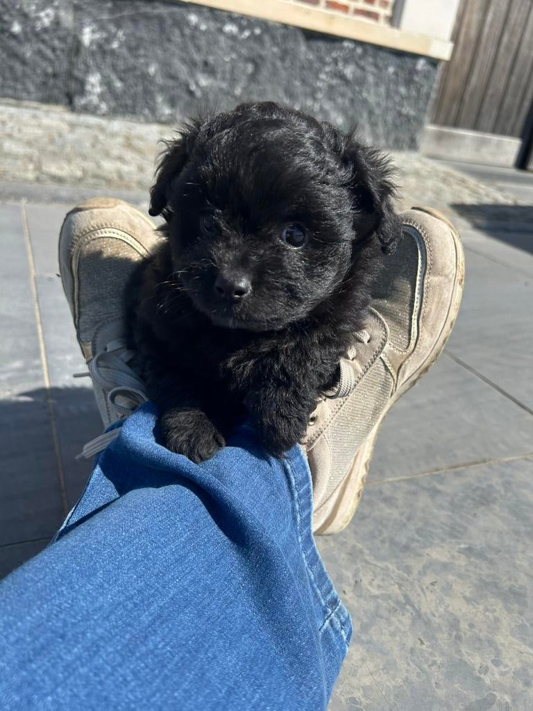 Pomapoo reu, Animaux & Accessoires, Chiens | Chihuahuas & Chiens de compagnie, Chien (mâle), Caniche, Belgique, Plusieurs