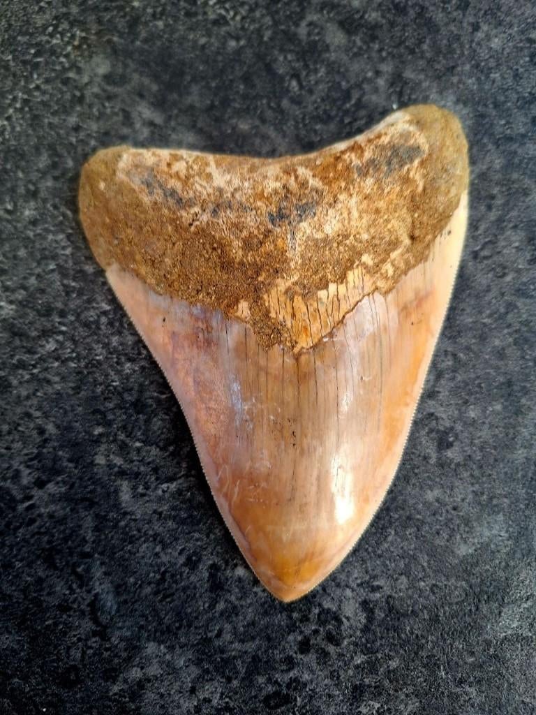 mooie Megalodon tand indonesia 12.7x9.8x2, Ophalen of Verzenden, Fossiel