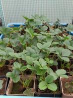 Aardbei planten, Ophalen, Volle zon, Vaste plant, Fruitplanten