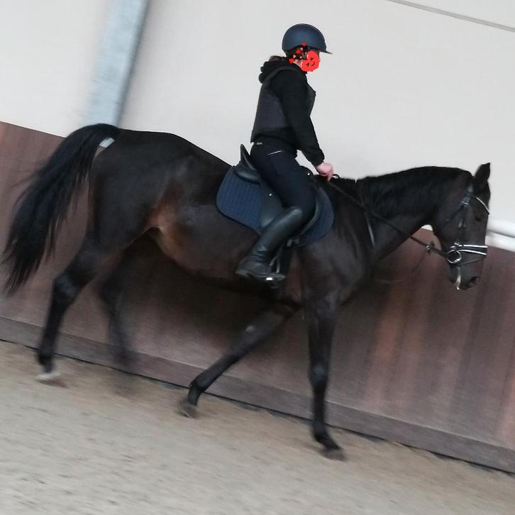 merrie met mooie bloedlijn of als recreatiepaard, Dieren en Toebehoren, Paarden, Merrie, Niet van toepassing, 160 tot 165 cm, 11 jaar of ouder