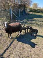 Zwartbles met lammeren, Dieren en Toebehoren, Meerdere dieren, Schaap, 3 tot 5 jaar