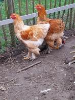 2 jonge barhama haantjes van 7 manden, Dieren en Toebehoren, Pluimvee