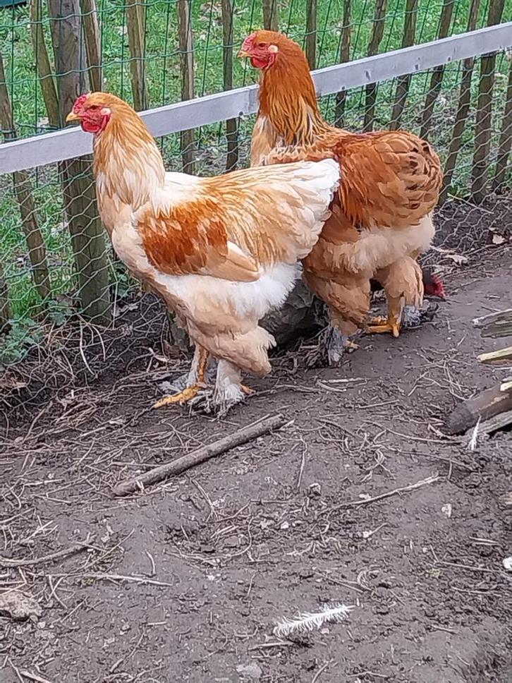 2 jonge barhama haantjes van 7 manden, Dieren en Toebehoren, Pluimvee