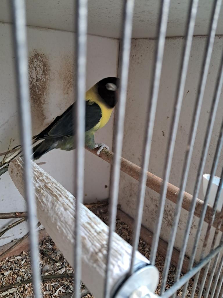 Personata pop, Vrouwelijk