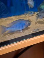 Cichlides malawi cyctocara moori