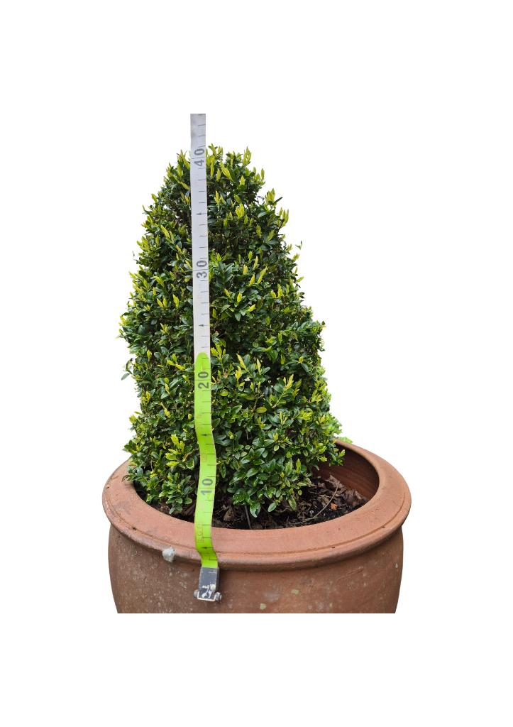 Smallere buxus in aardewerken pot - 40 cm, Jardin & Terrasse, Plantes | Jardin, Enlèvement, Plante fixe, Autres espèces